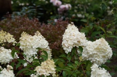 Beyaz Panikli ortanca veya Peegee