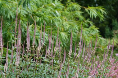 Culver kökü veya Veronicastrum virginicum.