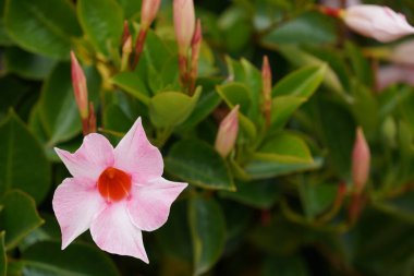 Şili yasemini ya da Mandevilla laxası