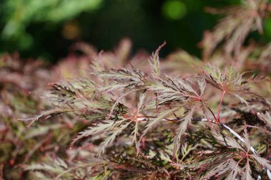 Japon kırmızı akçaağaç veya Acer palmatum, Atropurpureum