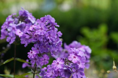 Phlox amplifolia veya largeleaf Phloxes