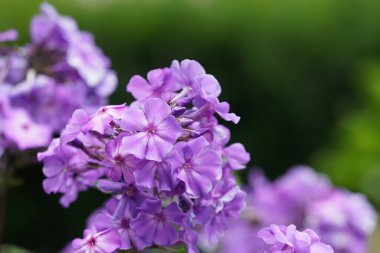 Phlox amplifolia veya largeleaf Phloxes