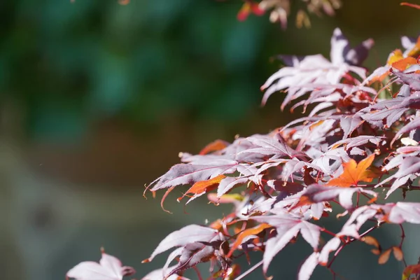 日本红枫树或宏基棕榈 — 图库照片