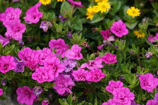 stock image Petunia atkinsiana flowers or Petunias Supertunia Vista Silverberry