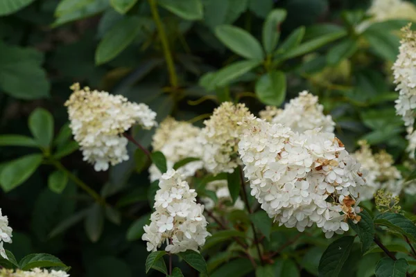 Beyaz Panikli ortanca veya Peegee
