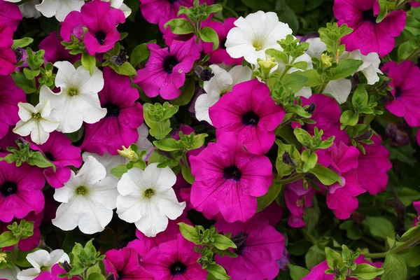 Petunya atkinsiana çiçekleri veya Petunias Supertunia Vista Silverberry