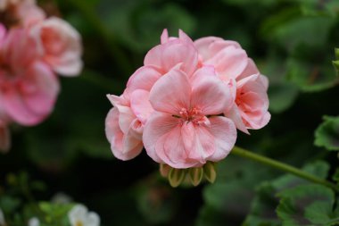 Zonal sardunya veya Pelargonium hororum olarak da bilinir..