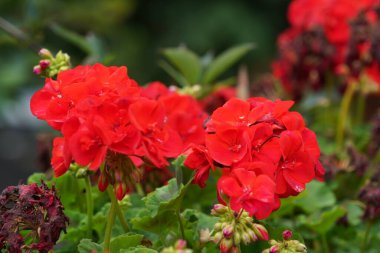 Bahçe gülleri veya Hibiscus rosa-sinensis, yaygın adıyla Dheeraj bitkisi.