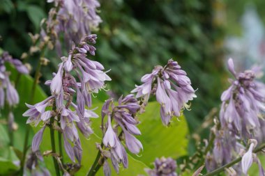Mavi zambak ya da Hosta ventrikoza bitkisel bir bitkidir.