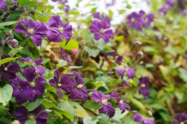 İtalyan deri çiçekleri veya Clematis viticella