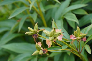 Güzel botanik fotoğrafı, doğal duvar kağıdı.