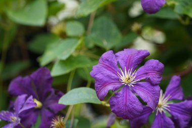 İtalyan deri çiçekleri veya Clematis viticella