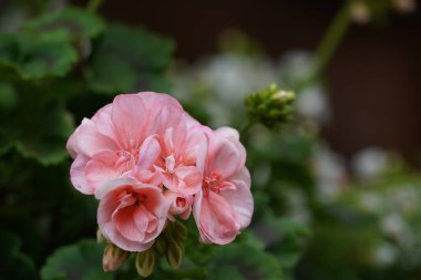 Zonal sardunya veya Pelargonium hororum olarak da bilinir..