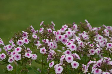 Phlox amplifolia, veya largeleaf Phloxes