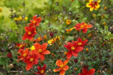 Bahçedeki güzel portakal çiçekleri