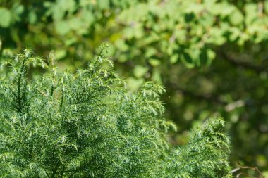 Japon kırmızı sedir veya Cryptomeria japonica 