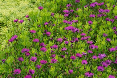 Osteospermum ecklonis, yaygın olarak Cape Marguerites olarak bilinir.