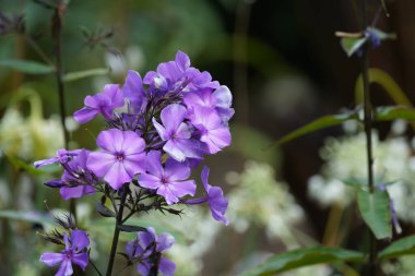 Phlox amplifolia veya largeleaf Phloxes