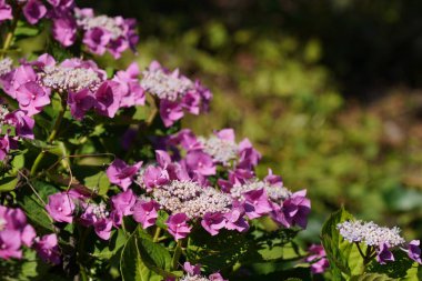 Büyük yapraklı ortanca. Lakap olarak da bilinir, Hortensiya.