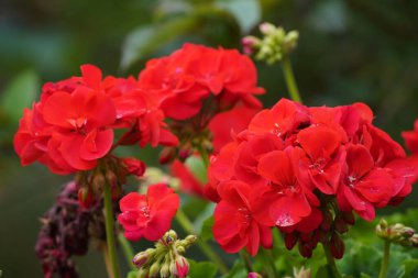 Bahçe gülleri veya Hibiscus rosa-sinensis, yaygın adıyla Dheeraj bitkisi.