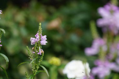 İtaatkar bitkiler ya da Physostegia virginiana Sahte Ejderha Kafa olarak da bilinir.