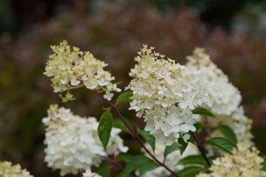 Beyaz Panikli ortanca veya Peegee