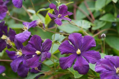İtalyan deri çiçekleri veya Clematis viticella