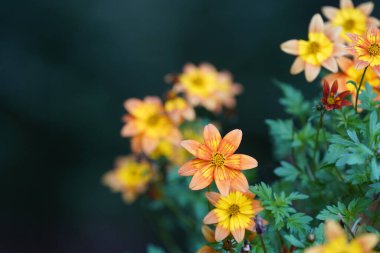 Bidens aurea ya da Arizona dilenci olarak da bilinir Tickseed, Bur marigold