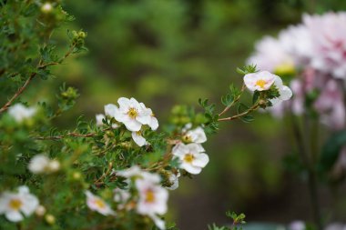 Bahçedeki güzel beyaz çiçekler
