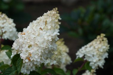 Beyaz Panikli ortanca veya Peegee