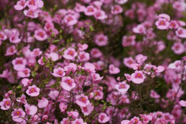 Gelinin eyeri ya da Twinspur olarak da bilinen Diascia rigescens