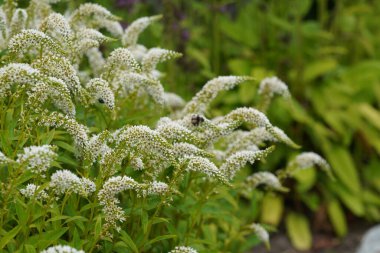 Büyük bariyer ya da Veronica ergenler Coromandel koromiko olarak da bilinir.