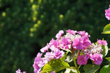 Büyük yapraklı ortanca. Lakap olarak da bilinir, Hortensiya.