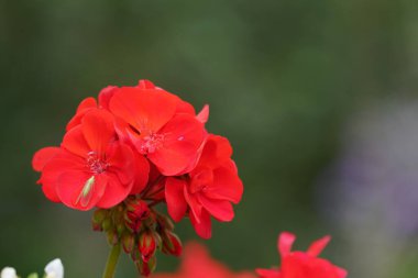 Güzel çiçekler, yakın plan.