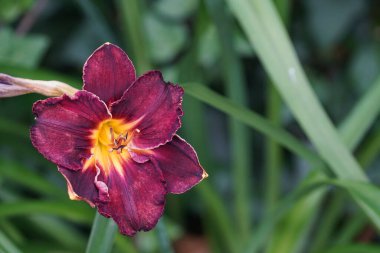 Bulanık bir arka planda güzel mor zambak çiçeği. 