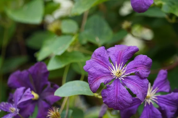 stock image Italian leather flowers or Clematis viticella