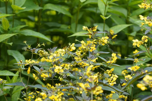 stock image Fennel or Foeniculum vulgare, yellow