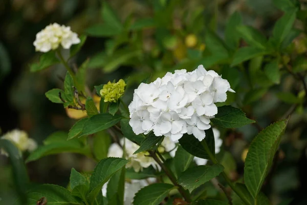 Hortensia Panícula Blanca Peegee —  Fotos de Stock