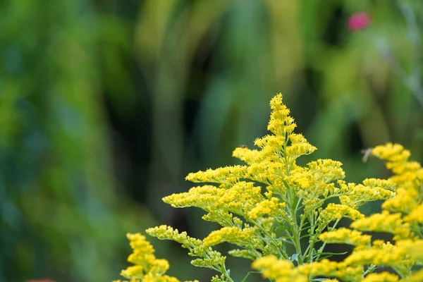 Solidago Canadensis Colloquially Known Canada Goldenrod — Stock Photo, Image