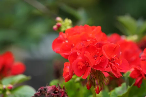 Rosas Jardín Hibiscus Rosa Sinensis Una Planta Conocida Por Nombre —  Fotos de Stock