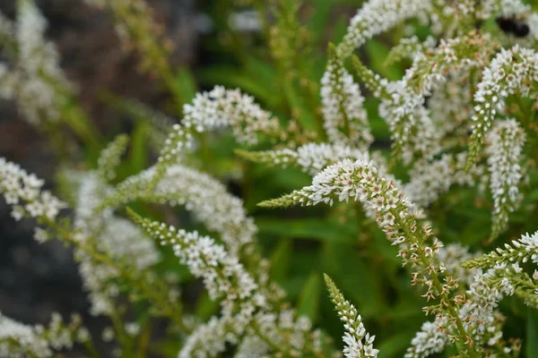 Gran Barrera Verónica Pubescens También Conocido Coromandel Koromiko — Foto de Stock