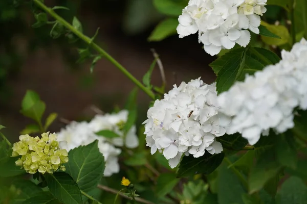 White Panicle Hydrangea Peegee — Stock Photo, Image