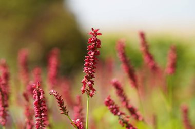 Redshank veya Persicaria maculosa Leydi 'nin baş parmağı olarak da bilinir, Jesusplant.