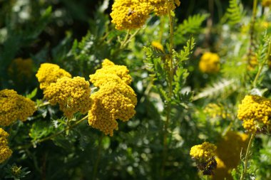 Sarı mimoza çiçekleri, kapatın.