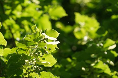 Büyük yapraklı limon ya da Tilia platyphyllos. Largeleaf linden olarak da bilinir. Dişi kireç.