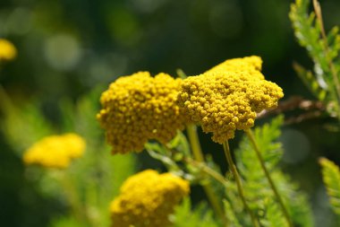 Çayırdaki sarı mimoza çiçeği, yakın plan.