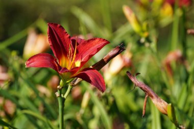 Bahçedeki güzel zambak çiçeği