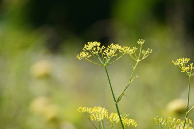 Vadinin güzel sarı çiçekleri