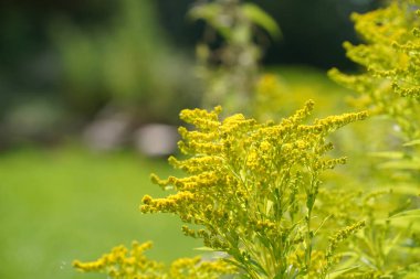 Solidago canadensis, halk arasında Kanada Goldenrod olarak bilinir. 