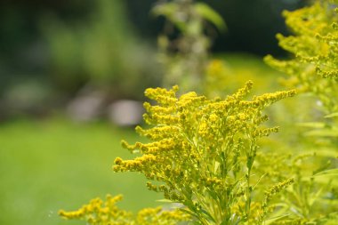 Solidago canadensis, colloquially known as canada goldenrod  clipart